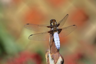 Flat-bellied dragonfly (Libellula depressa), male sitting on a fence top in the garden, close-up,