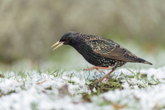 Common Starling (Sturnus vulgaris) on snowy grass field, Sweden