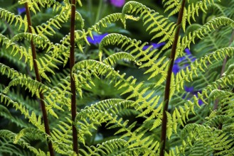 Forest fern (Athyrium filix-femina), also known as common fern, backlight, Oberstdorf, Oberallgäu,