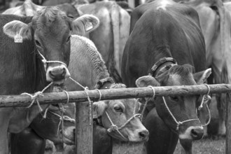 Tethered cows waiting for their owner after the cattle drive, Bad Hindelang, Allgäu, Bavaria,