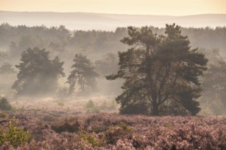 The blooming Mehlinger Heide in the morning with mist. Pine trees. Mehlinger Heide nature reserve,
