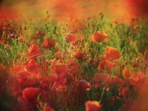 Red poppy (Papaver) blooming in wildflower meadow in the evening light, corn poppy, Saxony-Anhalt,