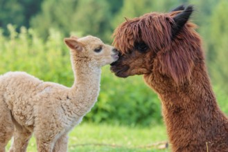 A freshly born white alpaca (Vicugna pacos) stands in front of its brown mother and sniffer on her