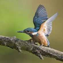Impatiently begging... Kingfisher (Alcedo atthis), just fledged young bird begs insistently for