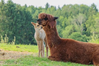 A freshly born white alpaca (Vicugna pacos) stands in front of its brown mother and sniffer on her