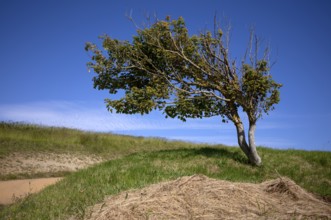 Tree, drawn by the wind, sky, blue, Arromanches-les-Bains, Normandy, Calvados, France