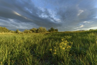 A lush field of bright yellow wildflowers stretches across the landscape. Tall grasses sway gently