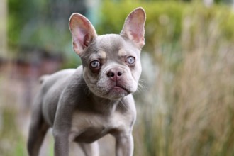 Young New Shade Isabella orange Tan French Bulldog dog with very light blue eyes