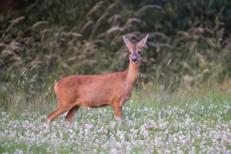 Roe deer (Capreolus capreolus), female, Vulkaneifel, Rhineland-Palatinate, Germany