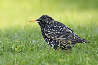 Starling (Sturnus vulgaris), standing in meadow, Flachsee nature reserve, Freiamt, Canton Aargau,