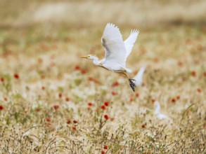 Cattle Egret, Bubulcus Ibis, bird in a field of grain and Red poppies