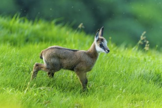 A young chamois on a green meadow, ready for a new adventure in nature, chamois, chamois,