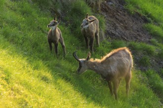 Chamois standing in the sunlight on a green meadow, eating grass, chamois, chamois, (Rupicapra