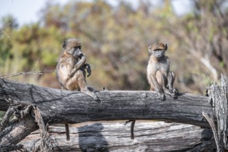 Bear baboon (Papio ursinus), cubs sitting on a tree trunk, Kruger National Park, South Africa
