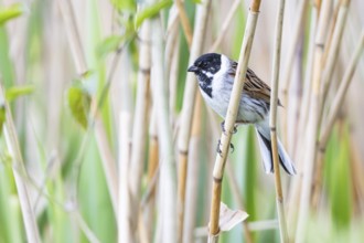 Reed bunting (Emberiza schoeniclus) ml Germany