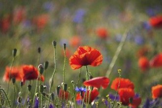 Beautiful picturesque poppy field, June, Germany