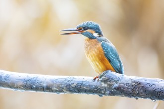 Kingfisher (Alcedo atthis) Germany