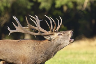 Red deer (Cervus elaphus) during the rutting season, a large stag roaring in a forest clearing,