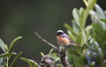 Redstart, (Phoenicurus phoenicurus) perches in the cherry laurel, (Prunus laurocerasus)