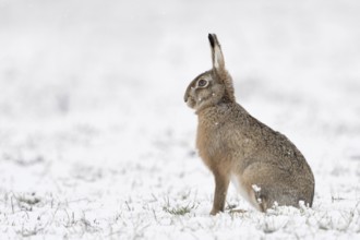 European hare (Lepus europaeus) sitting upright and relaxed in winter with light snowfall in a
