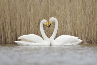 Symbol of love... Whooper swan (Cygnus cygnus), classic image of a swan's heart, whooper swans