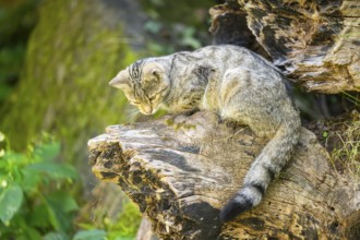 European wildcat (Felis silvestris silvestris) on an old tree trunk, Hesse, Germany