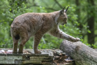Eurasian lynx (Lynx lynx), wildlife park, Bavaria, Germany