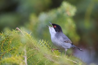 Sardinian Warbler (Sylvia melanocephala) male singing, Mallorca, Spain