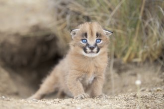 Caracal (Caracal caracal) cub at den, Castile-La Mancha, Spain