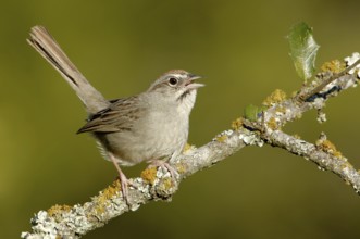 Rufous-crowned Sparrow (Aimophila ruficeps) singing, Texas, USA