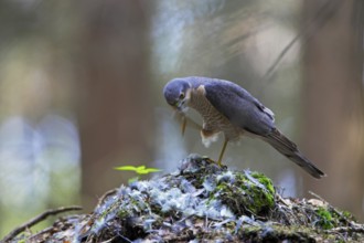 Sperber lat. Accipiter nisus; Männchen am Beuteübergabeplatz mit gerupftem Kleinvogel kratzt sich