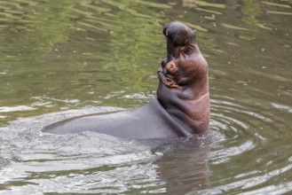 An adult male hippopotamus (Hippopotamus amphibius) shows aggression and defends its territory