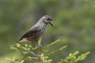 Spotted Nutcracker (Nucifraga caryocatactes), Grisons, Switzerland