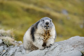 Alpine marmot (Marmota marmota), Hohe Tauern National Park, Austria