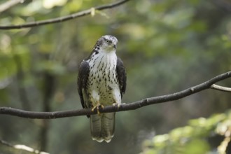 Honey buzzard (Pernis apivorus) sitting on a branch, North Rhine-Westphalia, Germany