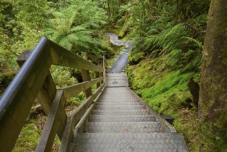 A wooden staircase leads through a green forest with ferns and dense foliage, summer, Lake