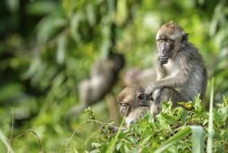 Javanese monkey (Macaca fascicularis), Kota Kinabatangan, Sabah, Malaysia