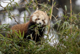Western Red panda (Ailurus fulgens), feeding on bamboo, Singalila National Park, Gairibas, Jamuna,