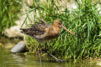Snipe running in shallow water close to plants, Black-tailed Godwit (Limosa limosa), France