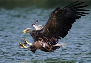 White-tailed Eagle (Haliaeetus albicilla) striking at fish, Mecklenburg-Western Pomerania, Germany