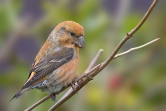 Parrot Crossbill - Kiefernkreuzschnabel - Loxia pytyopsittacus, Germany. male
