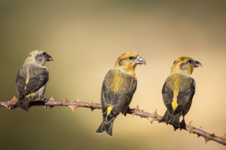 Red Crossbill (Loxia curvirostra) group perched on a branch, Aragon, Spain