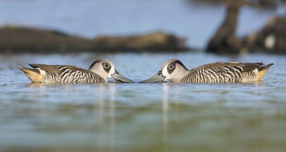 Pink-eared Duck (Malacorhynchus membranaceus) pair, Victoria, Australia