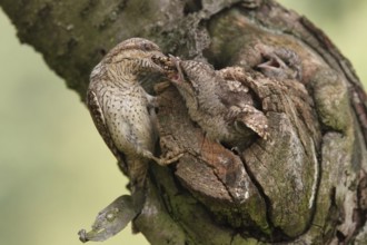 Eurasian Wryneck (Jynx torquilla) juvenile, Saxony, Germany