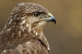 Common Buzzard (Buteo buteo), portrait, Castile and Leon, Spain