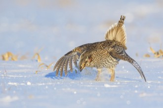Sharp-tailed Grouse (Tympanuchus phasianellus), Minnesota, USA