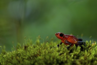 Strawberry poison frog (Oophaga pumilio), Costa Rica