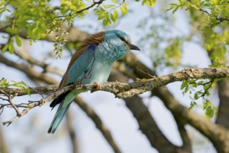 European Roller (Coracias garrulus) perched on a branch, Puszta, Hungary