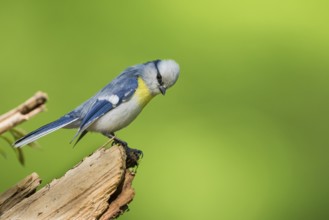 Yellow-breasted Tit - Lasurmeise - Cyanistes cyanus ssp. flavipectus, Kyrgyzstan, adult