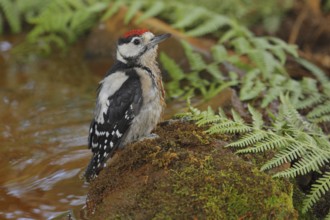 Great Spotted Woodpecker (Dendrocopos major) juvenile, Andalusia, Spain